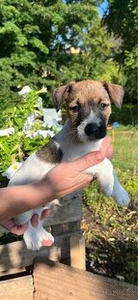 Štěně Jack Russell teriér