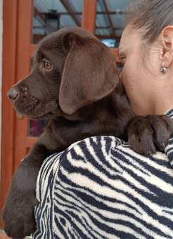 Labradorský retriever s PP