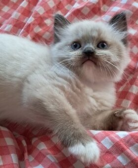 Koťátka ragdoll s PP