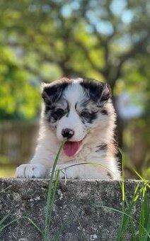 Border kolie - štěňátka s průkazem původu