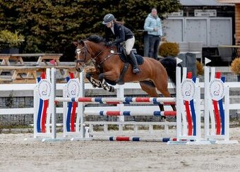 Líbivá 11letá kobyla po Ludwig von Bayern