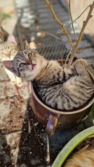 Rozkošná koťátka do dobrých rukou