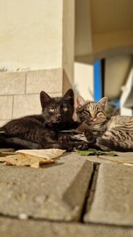 Rozkošná koťátka do dobrých rukou