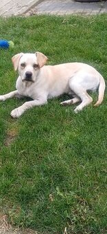 Daruji psa - kříženec pitbul a labrador