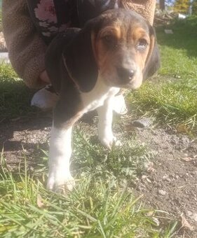 Štěňátka, štěně bigl, Beagle