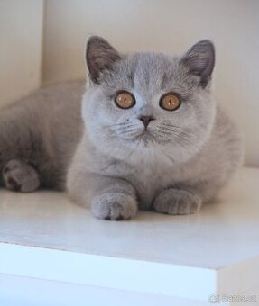 Britská modrá koťata s PP