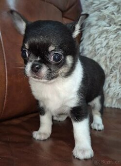 Čivava s PP, krásná štěňátka k odběru.