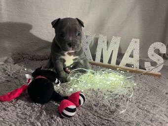 American bully pocket