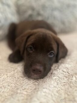 štěňata Border Kolie / Staford