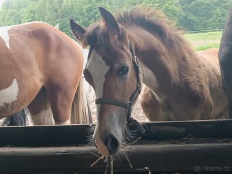 Welsh Cob