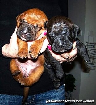 Tosa inu - štěňátka jsou na světě. Odběr březen/duben