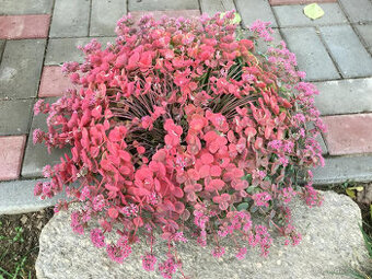 Skalnička - asi rozchodník