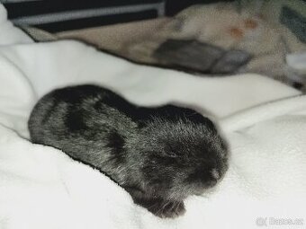 Sportovní králík bez PP zahraniční spojení.