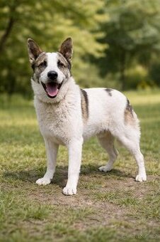 OLAF - kastrovaný psík 2 roky