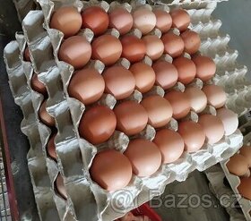 Prodej vajec z volného chovu
