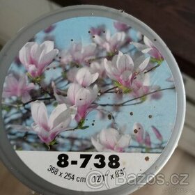 Fototapeta magnolie - 1