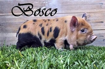 kune kune 100% čistokrevná selátka