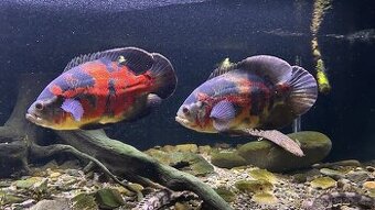 Astronotus ocelatus pár 30cm