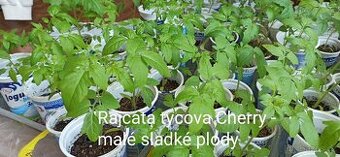 Sazenice rajcat cherry tyckova