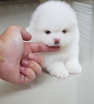 Krásná Pomeranian