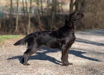 FLAT coated retriever -Černá a hnědá šť s PP