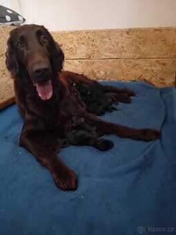 FLAT coated retriever -Černá a hnědá šť s PP
