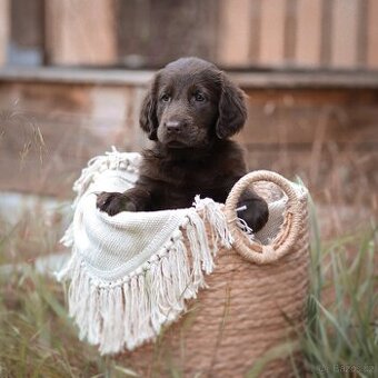 FLAT coated retriever -Černá a hnědá šť s PP