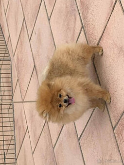 POmeranian