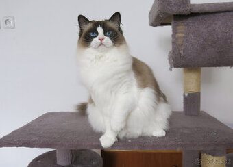 Ragdoll kočka k adopci