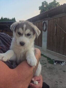 Sibiřský Husky