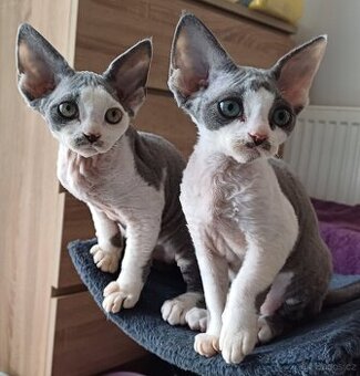 Devon rex s Průkazem původu