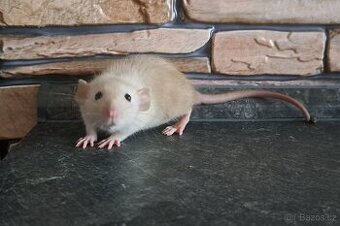 Potkan dumbo - 1