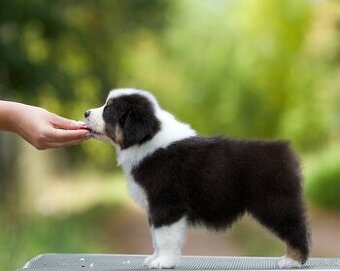 Australský ovčák s PP