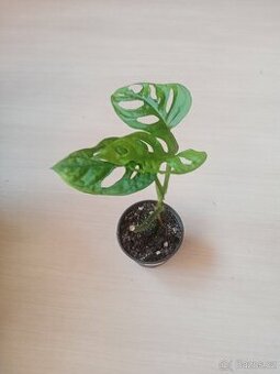 Monstera