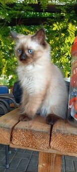 Kocourek Ragdoll
