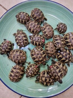 Želva zelenavá- testudo hermanni