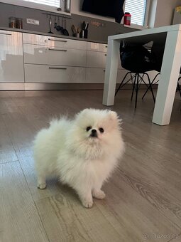 Pomeranian