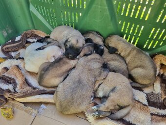 Kavkazský pastevecký pes