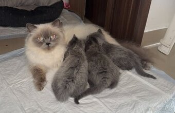 Ragdoll koťátka