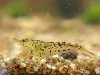 Krevetky - Neocaridina (temer transparentni kusy)