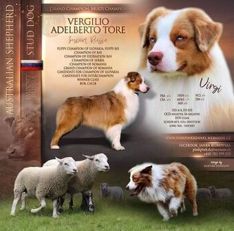 Australský ovčák krytí