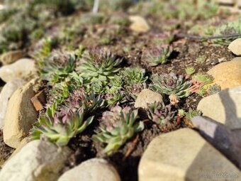 Prodej netřesky - celá ČR