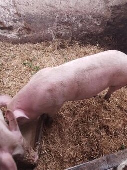 Domácí vykrmené prase