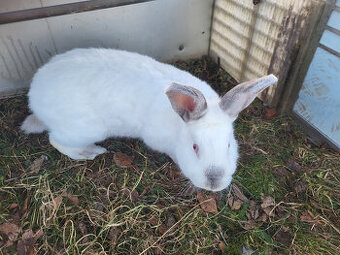 králíci vesnická křižovatka