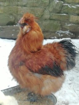 Hedvábnička velká vousatá