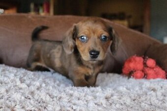 Jezevčík trpasličí Merle