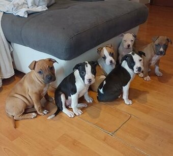 Stafordšírský bulteriér - 1