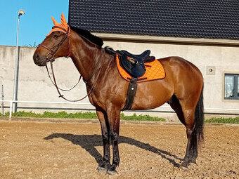 10letý valach A1/1 - 1