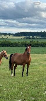 Slovenský teplokrevník na rekreaci