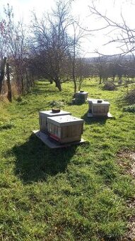 Vyzimovaná včelstva